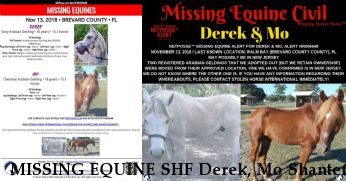 MISSING EQUINE SHF Derek, Mo Shantefs Prize  Near Palm Bay, FL, 32907